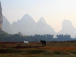 Horse Grazing the Grass at sunrise Stock Footage