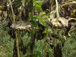 Wilted Sunflowers Stock Footage