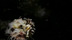 Hermit crab, hunting, undersea Stock Footage