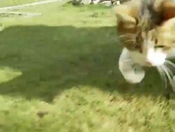 HD SLOW-MOTION: Kitten Catching The Camera Stock Footage