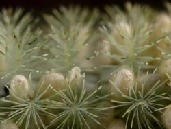 Close-up of pupae (rounded) on the body of a caterpillar parasitized by a wasp. Stock Footage