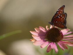 CU SLO MO Shot of Queen, orange butterfly flying away from pink daisy after feeding / Santa Barbara, California, United States Stock Footage