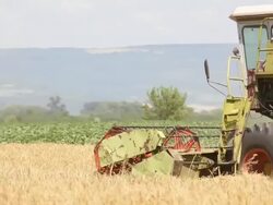 Combine harvesting a field of wheat Stock Footage