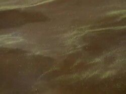 Algae on the Water Stock Footage