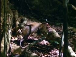 Agouti, MS agouti walks over log, exits frame right, Panama Stock Footage
