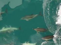 Dolphins and bow Stock Footage