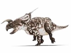 Einiosaurus dinosaur animation. This horned herbivorous dinosaur is known from fossils discovered in Montana, USA. It dates from the Late Cretaceous period, 65 to 100 million years ago. For the RGB and image mask, see image number K002 5514 Stock Footage