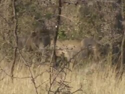 MS Lions walking through trees / Tanzania  Stock Footage