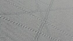 Lizard trails on the Mesquite flat sand dunes in Death Valley which is the lowest, hottest, driest place in the USA, with an average annual rainfall of around 2 inches, some years it does not receive any rain at all. Stock Footage