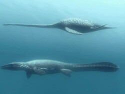 Medium Long Shot tracking-left zoom-in - Various dinosaurs swim underwater in a computer-generated animation. / Denver, Colorado, USA Stock Footage