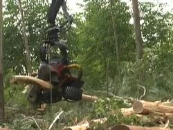 Forestry Stock Footage