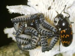 Female Pleasing Fungus Beetle (Erotylidae) with brood of larvae Stock Footage