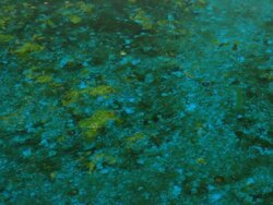 Bog water background Stock Footage