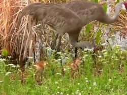 Sandhill Cranes Feeding Their Young Chicks Stock Footage