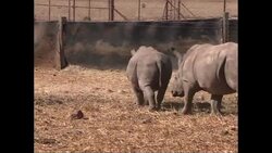 CLEAN: Nearly 200 rhinos killed this year in South Africa News Clip