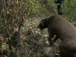 Fewer white truffles as dry summers mean poor harvests News Clip