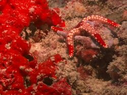 Star fish, bright orange, beside bright orange coral, Borneo, Malaysia, Southeast Asia Stock Footage