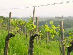 HD DOLLY: Viniferous Region Stock Footage