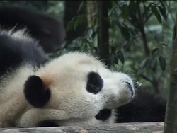 Final preps for sending pandas to Australia News Clip