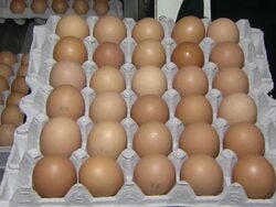 CU View of Eggs tray / Anseong, Gyeonggi-do, South Korea Stock Footage