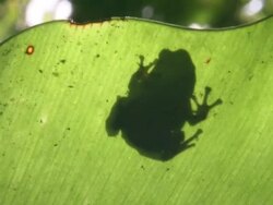 CU Frog clinging to leaves / Bellenden Ker, Queensland, Australia       Stock Footage