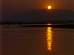 African Elephant (Loxodonta africana), WA silhouette of two elephants walk through shallow water, sunset over river and mountains Stock Footage