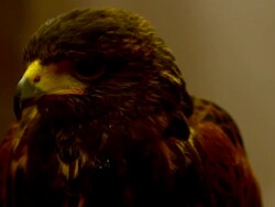 Golden Eagle close-up Stock Footage