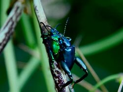 Green Beetle Stock Footage