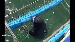 Great White Shark off a shark diving boat News Clip