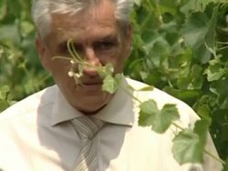 Hungarian wine producers fear for future News Clip