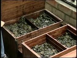 Attempted animal smugglers arrested with 4000 tropical frogs News Clip