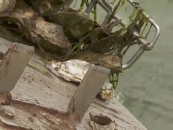 Oyster Stock Footage