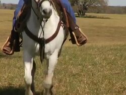 White Horse Galloping toward Camera Stock Footage