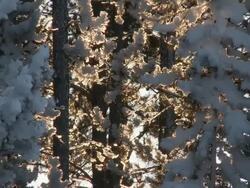 MS TD Shot of snow falling on snow laden branches / Yellowstone National Park, Wyoming, United  Stock Footage