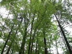 HD: Looking up in the forest Stock Footage