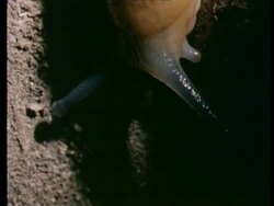 CU Slug head and antennae, high angle Stock Footage