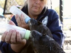 Rescued Sea Lions Get Rehabilitated At Bay Area Six Flags Discovery Kingdom Stock Footage