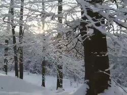 HD SLOW MOTION: Moving Through Winter Forest Stock Footage
