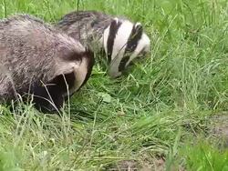 CU Shot of two European Badger(meles meles) smelling around on grass / Normandy, Calvados, France Stock Footage