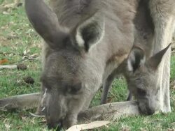 Kangaroos Stock Footage