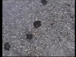 Four Palestinians killed by Israeli troops in the West Bank News Clip