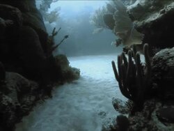Swimming through coral channel at Honduras Bay Islands Stock Footage