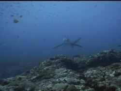 Thresher shark (Alopias vulpinus) behaviour coming into cleaning stations to be cleaned, Diver in foreground, Malapascua, Philippines Stock Footage