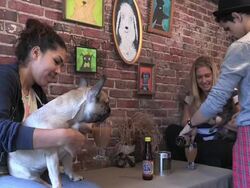 Get Your Paws On The First Beer For Dogs Stock Footage
