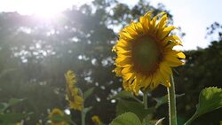 sunflower and sun Stock Footage