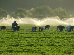 MS Shot of farmworkers picking fruit in field in front of sprinkler / Oxnard, California, United States Stock Footage