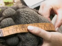 CU TS Persons hand measuring paw of bear / Rocky Mt, North Carolina, United States Stock Footage