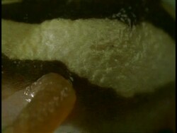 CU Frog, pan left from tail to head, side view, Western Ghats, India Stock Footage