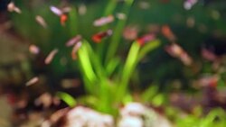 Aquarium full of colorfull fish Stock Footage