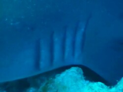Shark's gills Stock Footage